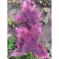 ✶On Sale!!! Mayana Coleus Live Plant (buy 1 take 1)☟