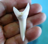 (馬加鯊牙)5.3公分#281.28 馬加鯊魚牙!超(大)長尺寸稀有未缺損.可當標本珍藏! 