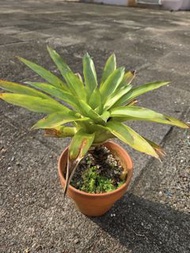 積水鳳梨 Potted plant