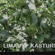 POKOK LIMAU KASTURI