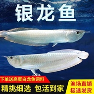 White Yellowing Livable Fish Fry Colorful Silver Dragon Red Eye Tropical Arowana Ornamental Fish Tra