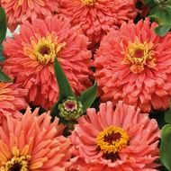 50 เมล็ด เมล็ดดอกไม้ บานชื่น แสดงถึงความเบิกบานมีความสุข Zinnia Seeds สายพันธุ์ Senora