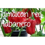 jamaican red habanero chili chilli pepper peppers plant seeds