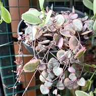 tanaman hias string of heart variegata