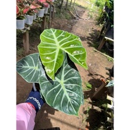 Chậu cây môn Rồng Hồng - Alocasia Morocco Pink Dragon