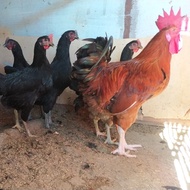 Telur tetas ayam Merawang x kub2 fertil