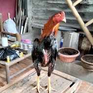 Ayam Jantan Shamo Belgian