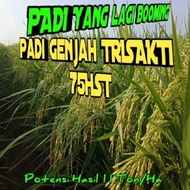 BENIH BIBIT PADI TRISAKTI KEMASAN 5KG