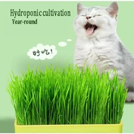【BUY BOX FREE SEEDS】Cat Wheat grass seeds /  Microgreens / Microgreen Seeds cat snacks hydroponics seeds plantseeds