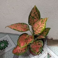 Pink Valentine Aglaonema