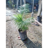 pokok java palm/bamboo palm/yellow palm untuk perhiasan rumah Outdoor' and indoor