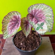 Begonia Rex Pelangi