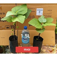 Pokok Tin IRAQI - Kombo 2 pokok tin figs - offer saiz ok puas hati