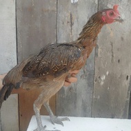 Babon Super Trah Pukul Syaraf Mangon  Yokeree