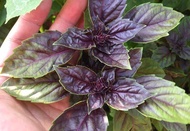 Corsican Flovourful Basil herbs seed(ORGANIC)