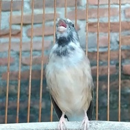 Burung Blackthroat jantan tulen dewasa mapan ngeroll..