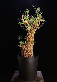 (412) 滿瘤列加氏漆樹　The elephannnt tree/ Operculicarya decaryi /  塊根植物 Caudex / 另售象牙宮、龜甲龍、念珠橄欖、橄欖樹、象足漆樹