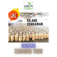 Bongkah Cendawan kelabu tiram 20pcs