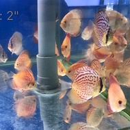 Assorted Discus Fish 2"- 2.5"