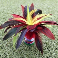 Competition Dedicated Large Size Shuttlecock Adult Children Students Feather Flower Shuttlecock Goos