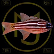 Ikan Hias Laut Capungan Liris Merah