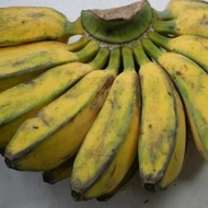 pisang kepok 1 sisir