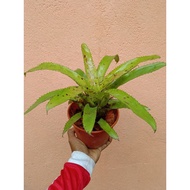 bromeliad orlandiana live plant