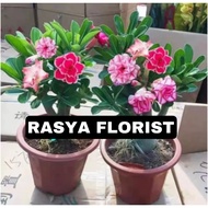 BIBIT ADENIUM BUNGA TUMPUK 4 WARNA - KAMBOJA JEPANG
