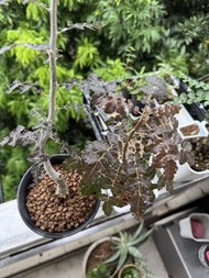 十種乳香 打包 3000自取 村屋 迪奧斯 迪歐斯Boswellia dioscoridis  娜娜乳香Boswellia nana 神聖乳香Boswellia Sacra 尼勒達乳香 / 尼哥乳香B