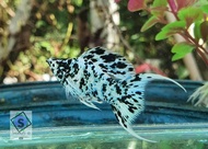 (HIGH QUALITY MOLLY FISH) MARBLE SNOW PLATINUM MOLLY PAIR PURE BREED LINE