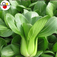 GREEN PAKCHOI VEGETABLE SEEDS (500 seeds)-High Yield Green Stem Pakchoi Cabbage Vegetable Seeds