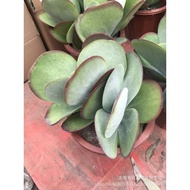 Succulent Whole Group Potted Plant Column Cactus Plant Tang Cactus Sand Sedum Cactus Print Plant Sur