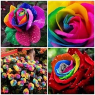 7-color rose seeds (50 seeds)