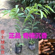 奇楠沉香树苗 正宗越南奇楠小苗沉香树苗名贵树苗绿化树苗盆栽