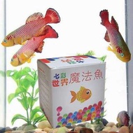 買一送一 魔法魚