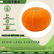 7 biji > benih labu kabocha|biji labu kabocha bundar