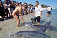 4D3N Perth to Monkey Mia Dolphins Pink Lake Tour with Hotel Comfort