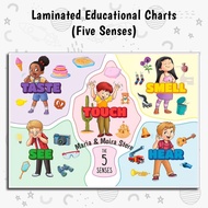 Five Senses Chart | A4 Size Laminated Educational Wall Chart | Chart for Kids Toddlers Preschool