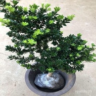 （现货）米叶圆叶黑珍珠罗汉松树苗盆景盆栽花卉绿植盆栽四季长青