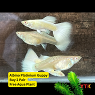 Albino Platinum Guppy Pair｜Pasang Ikan guppy platinum albino｜白子白金孔雀鱼对鱼