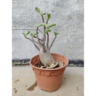 Adenium KHZ X Naresuan