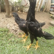 Ayam Jantan ShamoKhoy Dorong Pukul Brakot