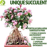 [Local Seller] Portulacaria afra variegata Pink Elephant Bush Succulent Houseplant  | The Garden Boutique - Live Plants