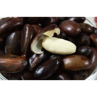 ANAK POKOK BUAH PERAH