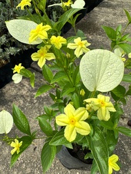 Dwarf Mussaenda yellow live plant | 黃萼花｜玉叶金花