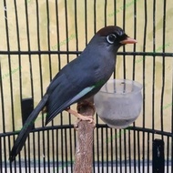 burung Poksay Mandarin gacor