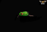 Soft Frog Micro 2,5cm Ose Nusantara Minime Snakehead Specialist Umpan Casting Gabus Toman Haruan Act