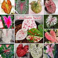 13 Colors Caladium Seeds for Planting (100 Seeds) Keladi Caladium Thailand Benih Bung Keladi Viral M