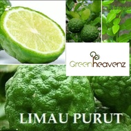 GHZ - Limau Purut Anak Pokok Buah (Pokok Kahwin Cepat Berbuah) Tomyam (Pokok Matang) Grafted Kaffir 