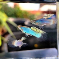 (Pair) Singa Blue Endlers (Poecilia wingei) / Guppy / Fish
